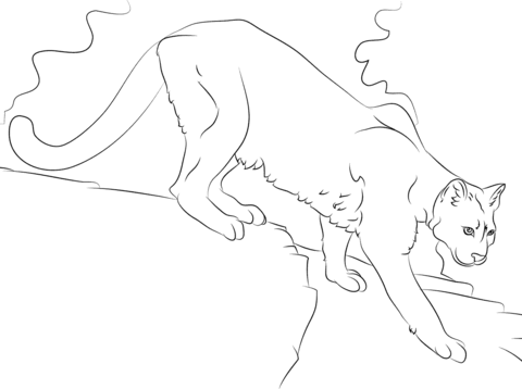 Puma   Coloring Page